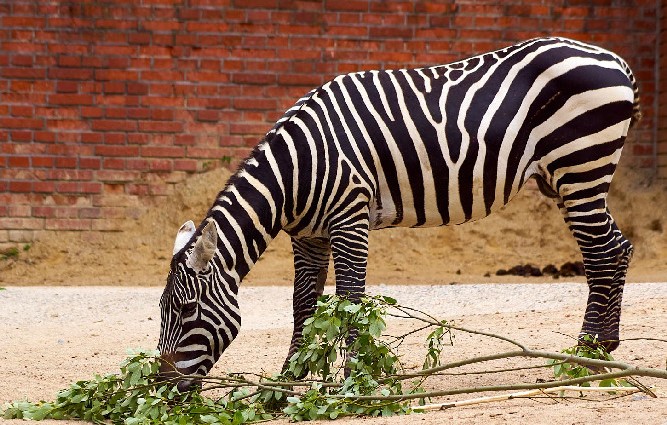 zebra bezhriva